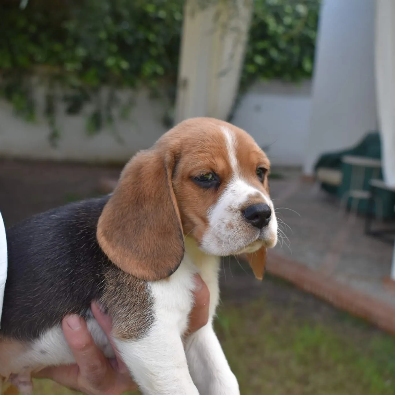 Cachorro de Beagle de HRC en brazos