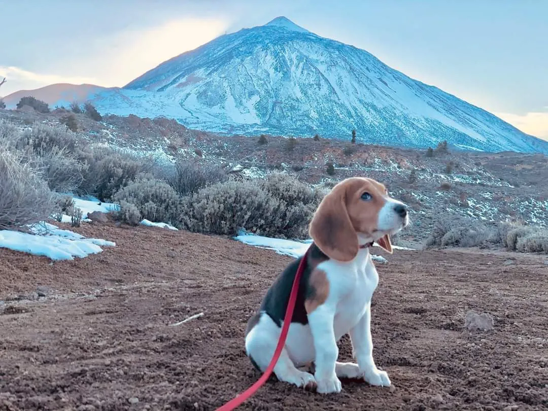 Cachorro de Beagle de HRC Tierra de Perros con el Teide nevado al fondo