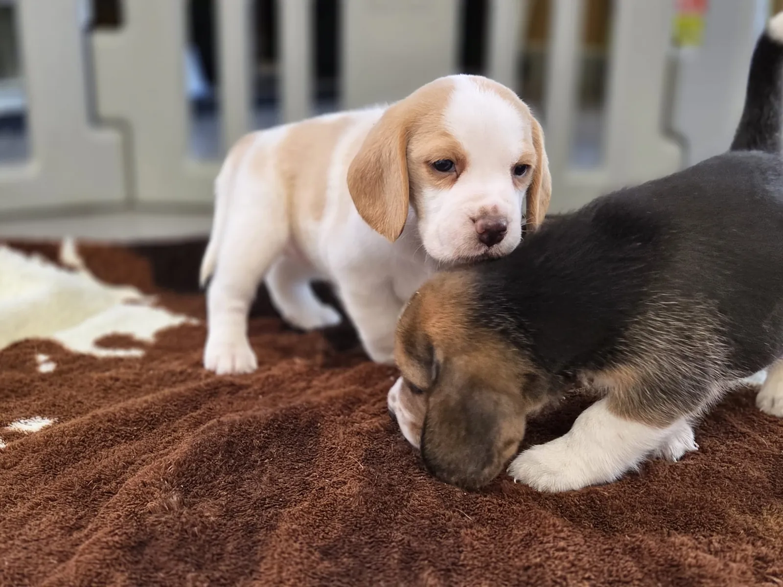 Dos cachorros de Beagle de HRC jugando
