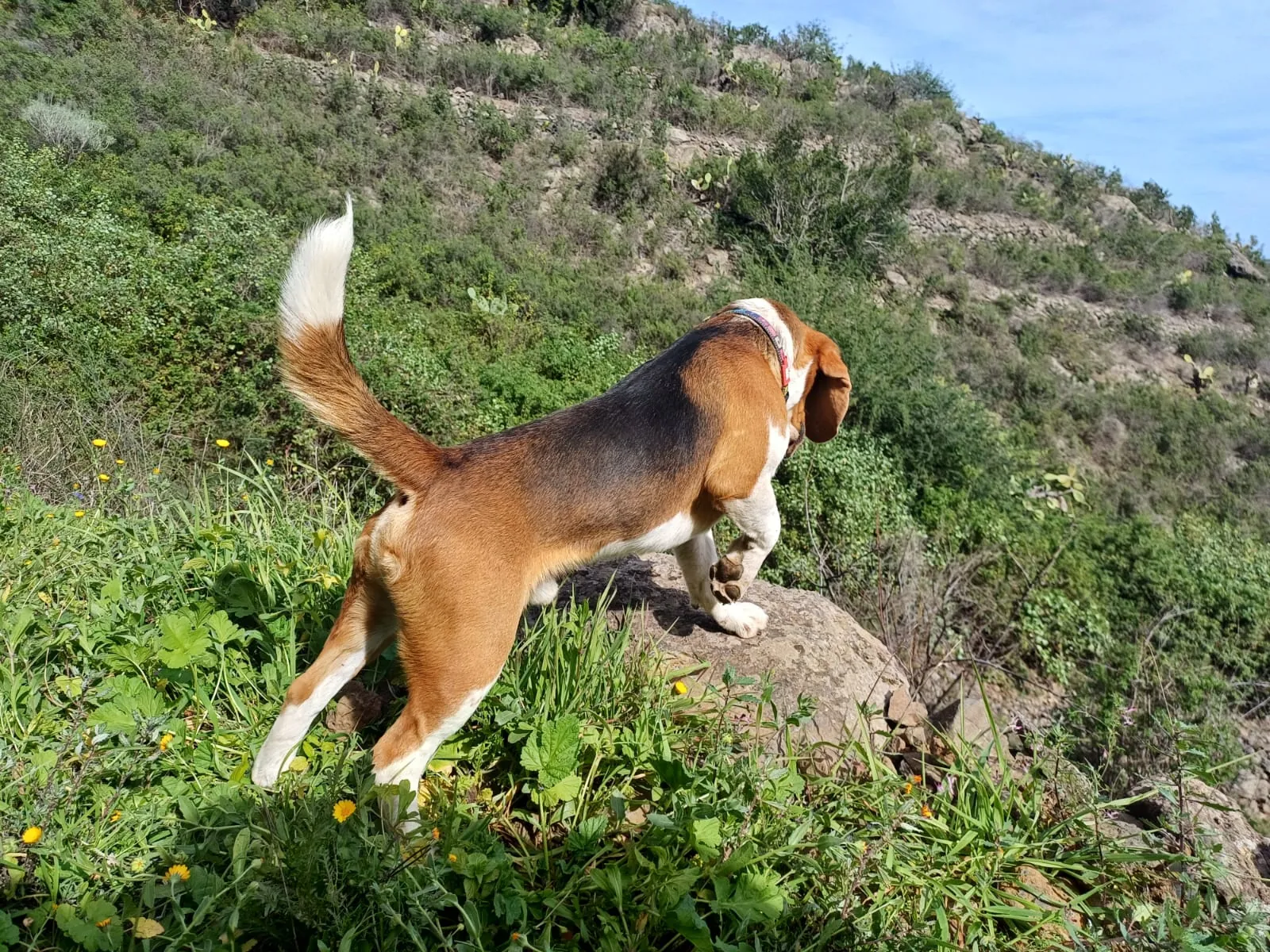 Beagle de HRC explorando el monte en Tenerife