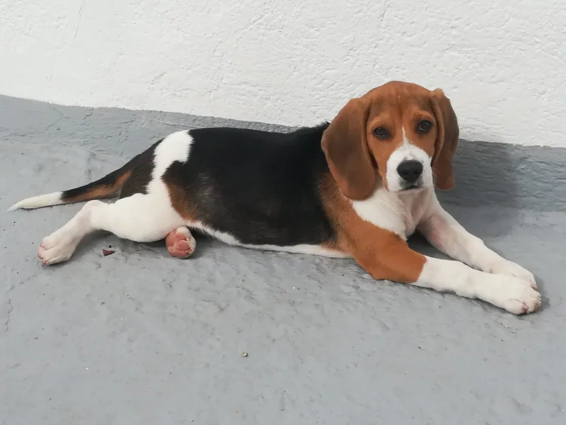 Beagle tricolor de HRC Tierra de Perros